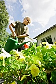 Blond boy watering nasturtium in the garden