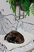 Katze auf Metallstuhl mit Fellkissen liegend
