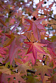 Red and yellow autumn leaves on sweet gum tree (Liquidambar styraciflua Worplesdon)