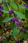 Branch of beauty berry bush with purple berries (Callicarpa bodinieri 'Profusion')