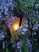 Classic lantern lit by candle amongst blue flowering wisteria