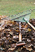 Garden tools lying on a mound of leaves