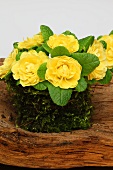 Yellow primulas and moss on wood
