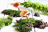 Mushrooms on moss on wooden background