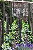 Plants and stakes in garden plot