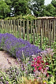 Flowering lavender and wooden plant stakes in Mediterranean garden