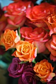 Roses of various colours