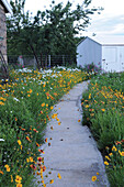 Garden path flanked by coreopsis, blanket flowers and shasta daisies