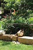 Hen with chicks in garden