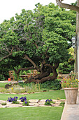 View of old tree in garden