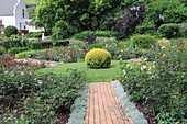 Privet shrub as central point of rose garden