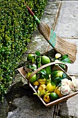 Citrus fruits and rose petals in a basket in front of a hedge
