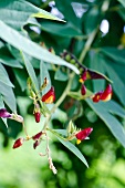 Blüten der Saubohne (Karibik)