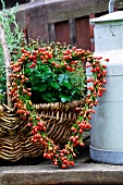 Heart-shaped wreath of rosehips, wicker basket and milk can