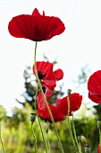 Red poppies (close-up)