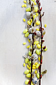 Catkins with sugar eggs and quail's eggs