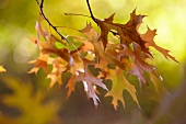 Autumnal leaves on a tree