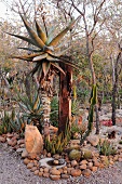 Steingarten mit Aloe und verschiedenen Kakteen