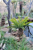 Palmfarn und Gräser am Teich