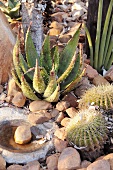Verschiedene Kakteen, Aloe aculeata, Sansevieria cylindrica und Echinocactus grusonii im Garten
