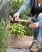 A woman sticking labels in a box of herbs
