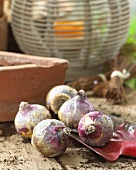 Hyacinth bulbs on a garden shovel