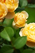 Yellow Roses in a Garden