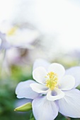 Columbine Flower in a Garden; Close Up