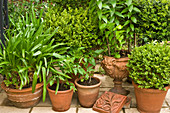 Plants in terracotta pots on terrace
