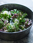 Hellebore flowers in bowl