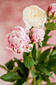 Pink and white peonies