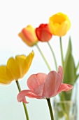 Various tulips