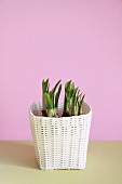 Hyacinth shoots in plant pot