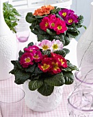 Primulas of various colours