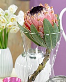 Exotic flower in glass vase