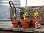 Ranunculus in clay pots in front of rustic wooden crate