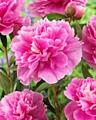 Pink peonies