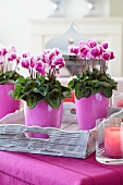 Cyclamen miniwella 'Original Flamingo Purple' as a table centrepiece
