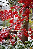 Japanischer Ahornbaum und Vogelbad im verschneiten Garten