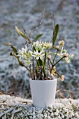 Winter arrangement of mistletoe and star of Bethlehem