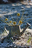 Yellow twigs and seed heads in metal watering can