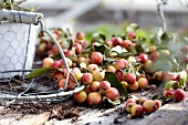 Scattered crab apples