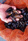 Fresh mussels in a net bag