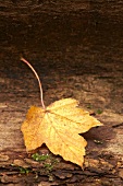 A autumnal oak leaf