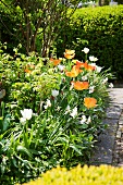 Tulpenbeet im Garten