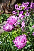 Lila Tulpen im Garten