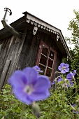 Violet cranesbill growing in front of garden shed