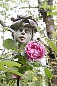 Eine rosafarbene Rose vor einer Statue im Garten