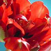 A red tulip bloom