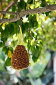 A net of bird food hanging from a tree